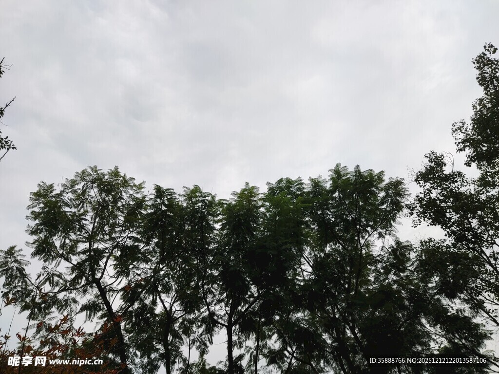 树梢之上的天空景象