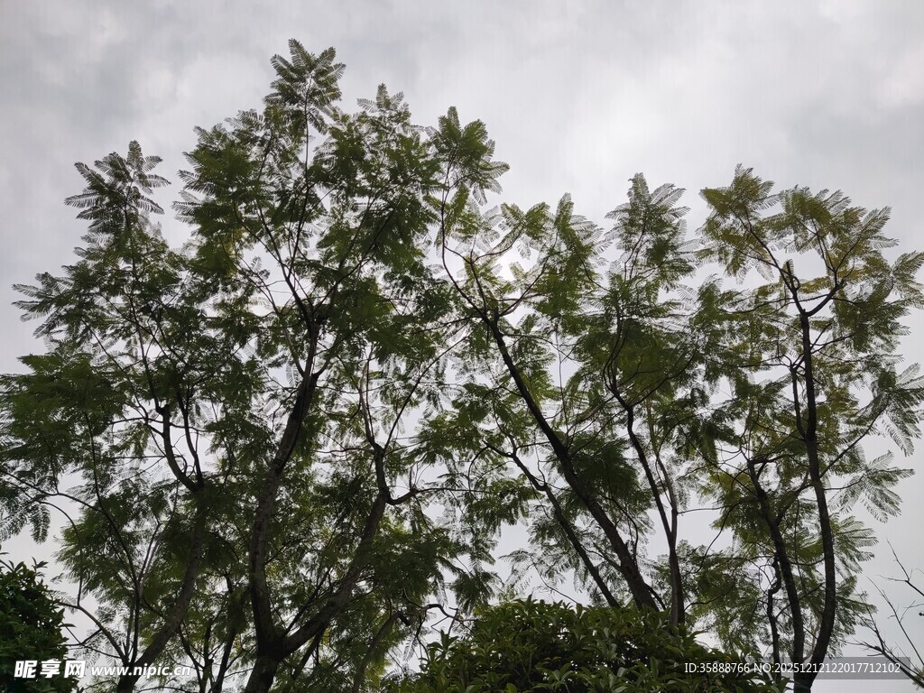 枝叶繁茂的绿树