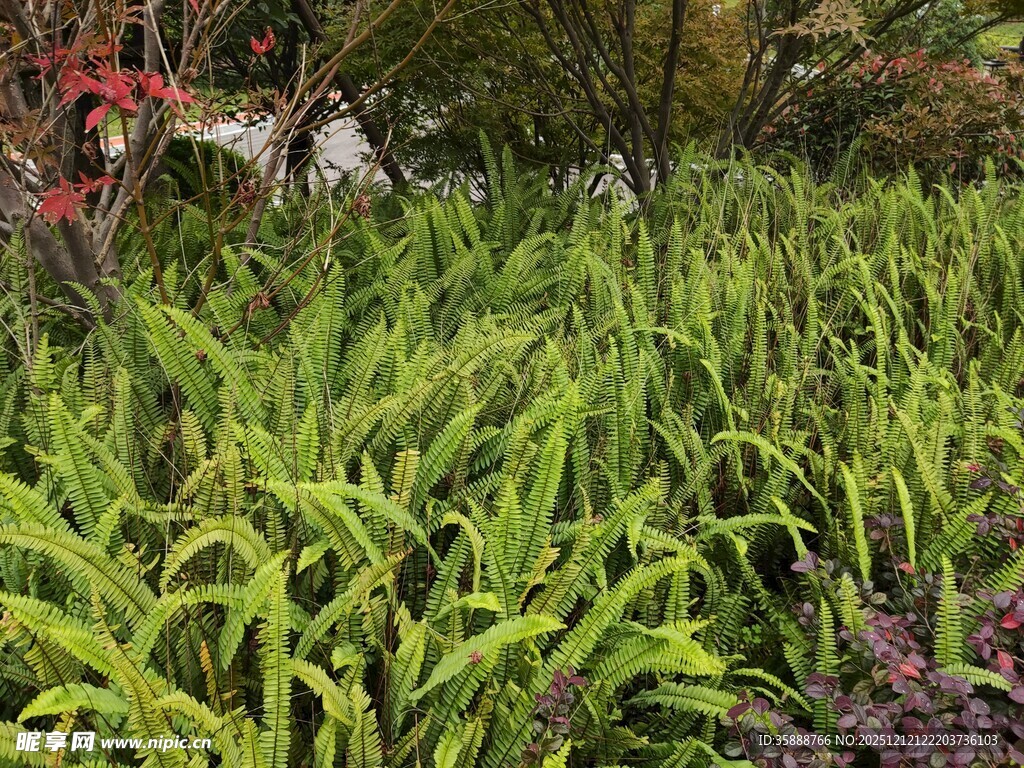 翠绿繁茂的热带植物景观
