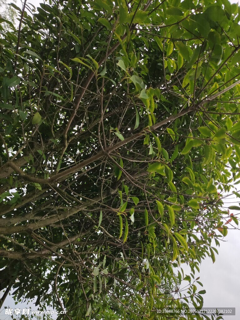 茂密树林中的繁茂绿植