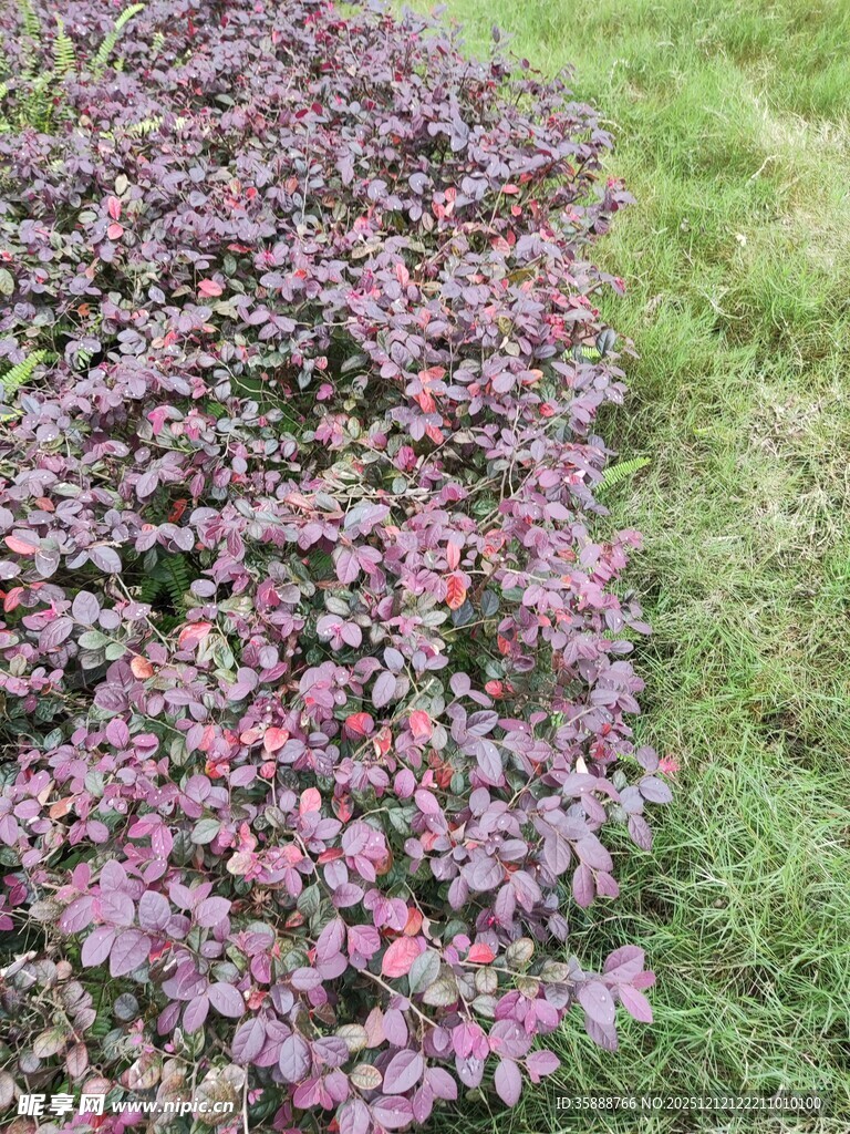 紫色植物铺满草地