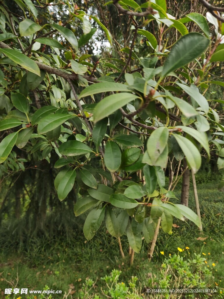 繁茂绿叶植物景观
