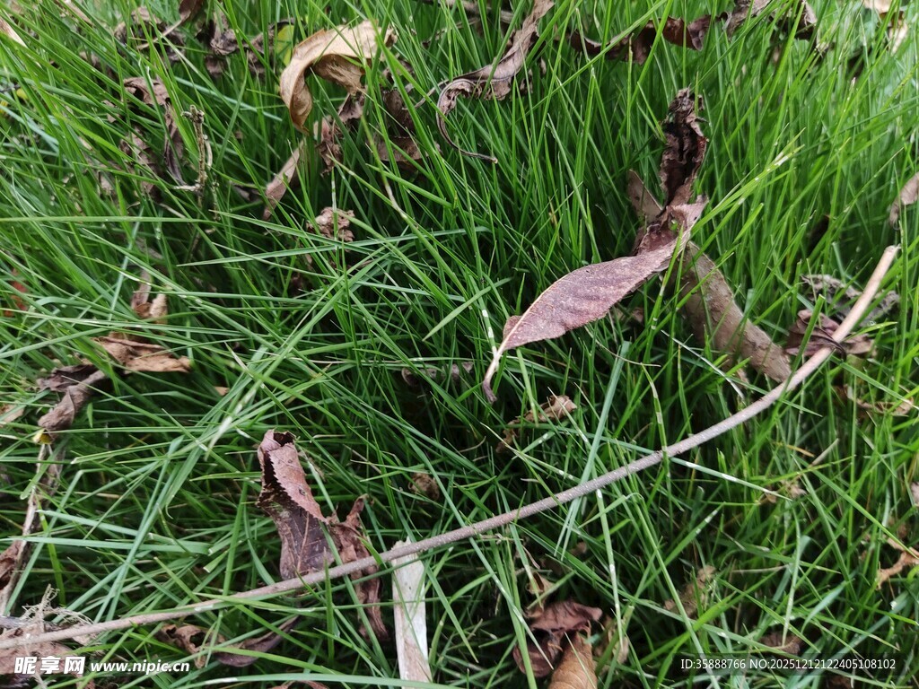 草丛中的枯萎植物