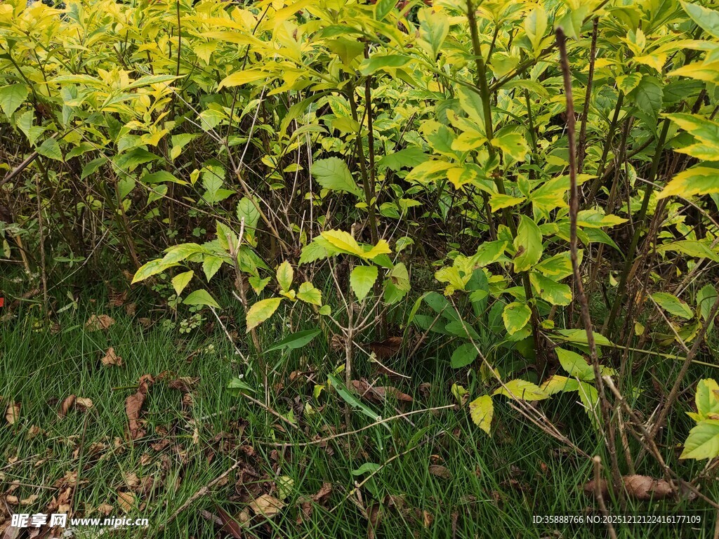 金黄叶片的繁茂灌木丛