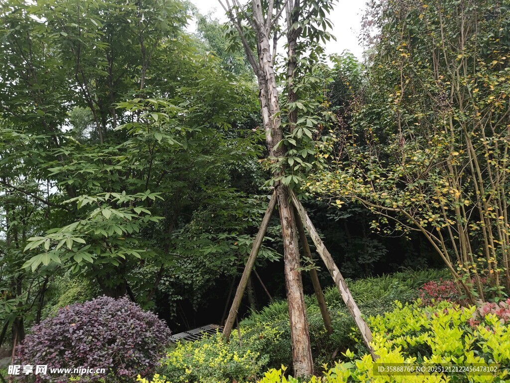 园林中树木的三角支撑架