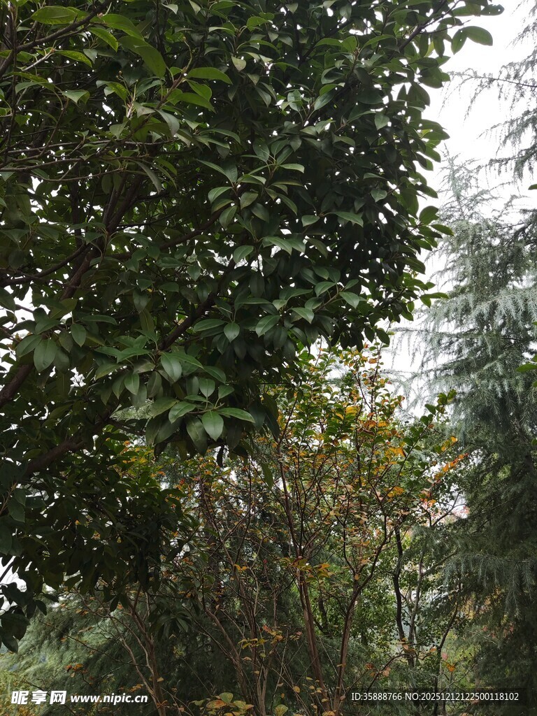 繁茂树林中的绿意景致