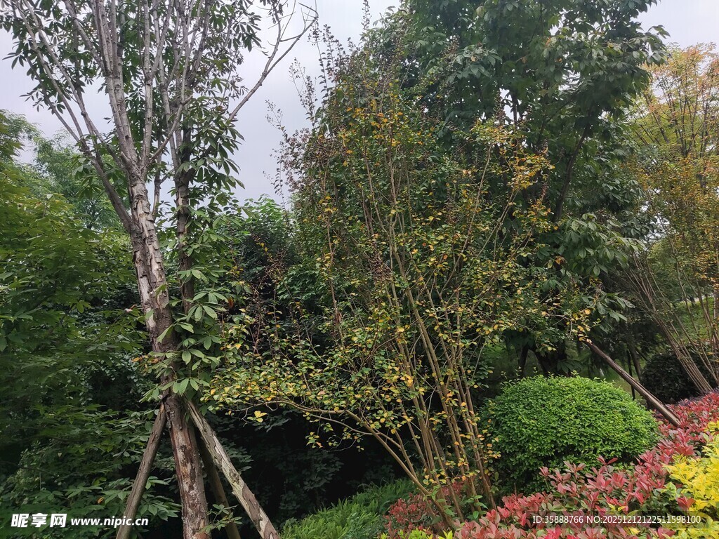 园林景观绿植花卉美景