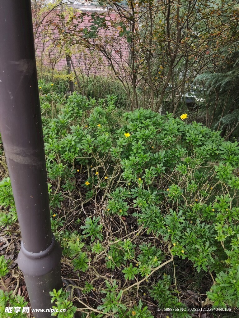 户外绿植旁的金属栏杆