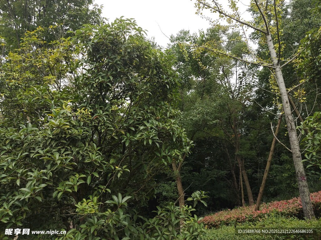 茂密树林中的自然景致