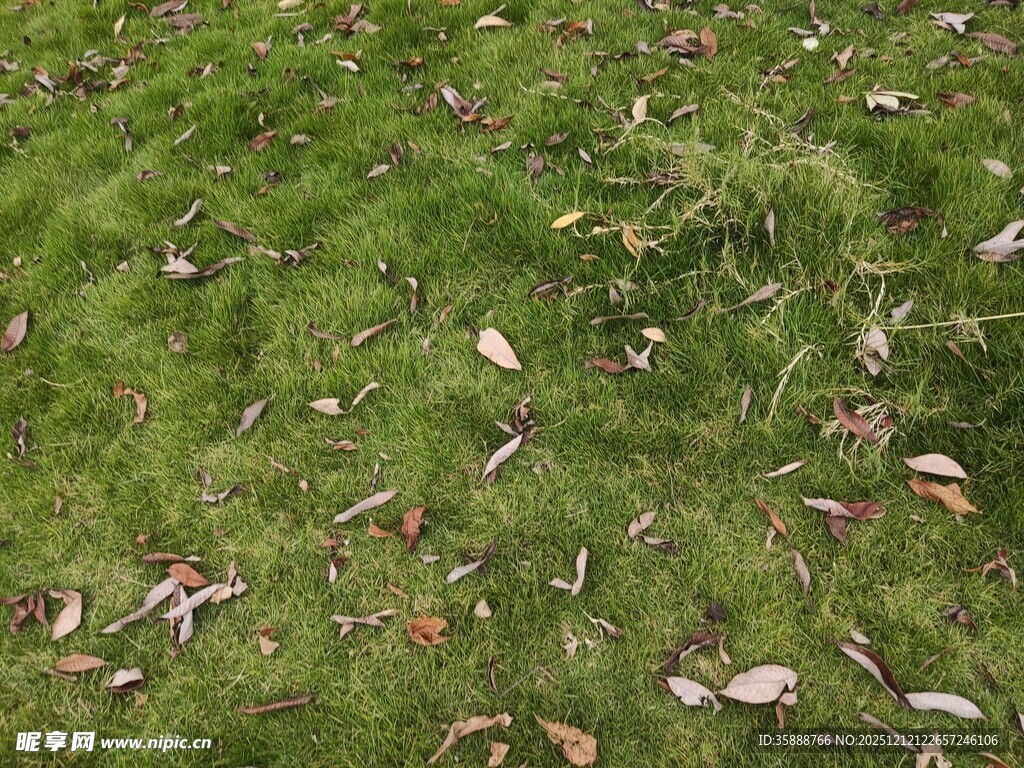 草地上散落的多彩树叶