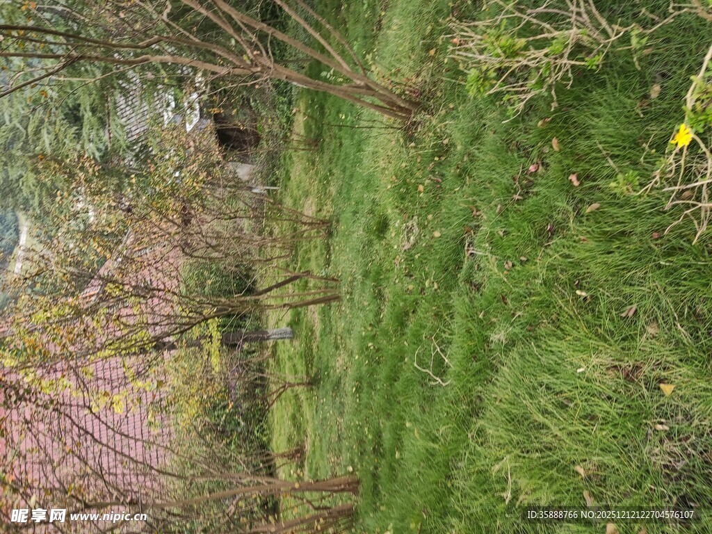 林间绿植与隐秘洞穴