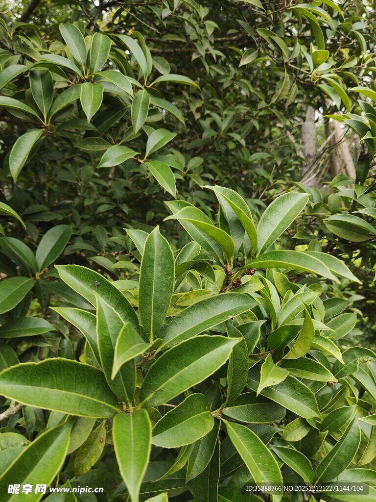 翠绿生机的繁茂植物群落