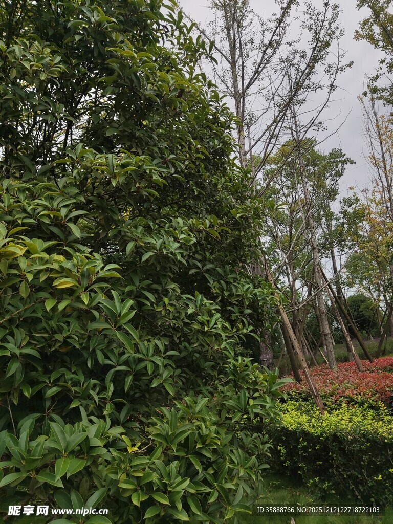 绿意盎然的园林景观