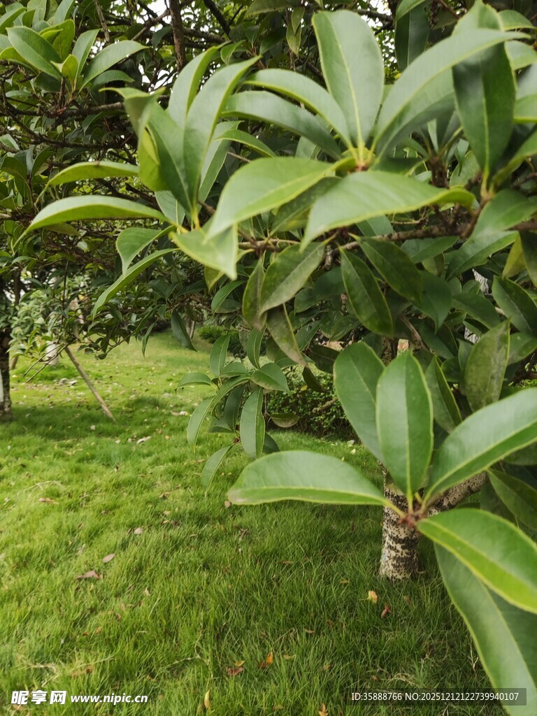 绿叶繁茂的户外植物景观