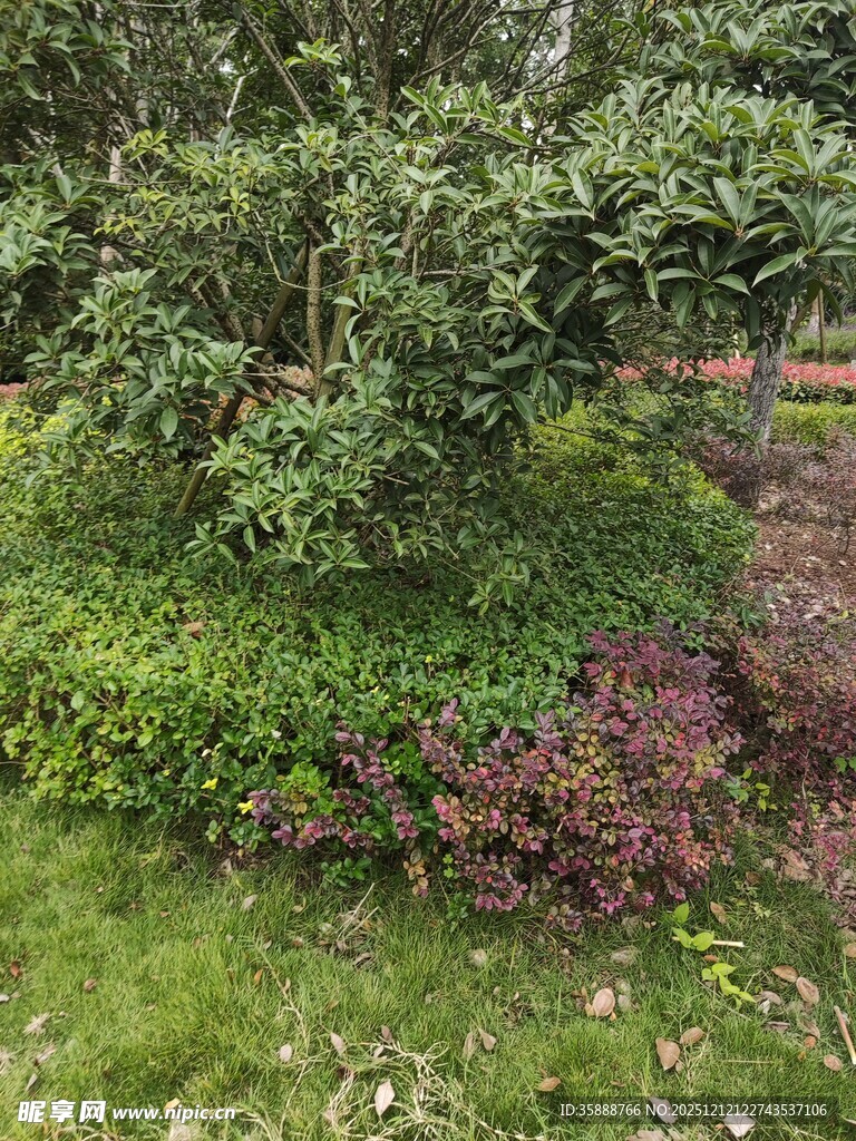 绿意盎然的花园植物景观