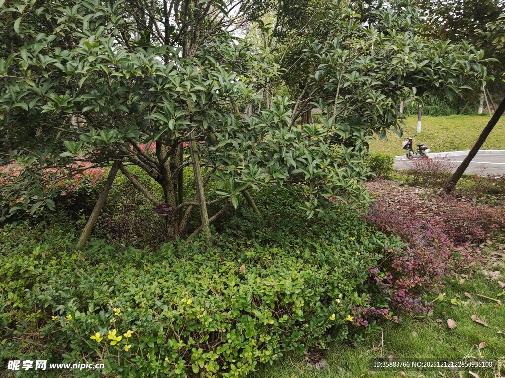 绿意盎然的户外植物景观