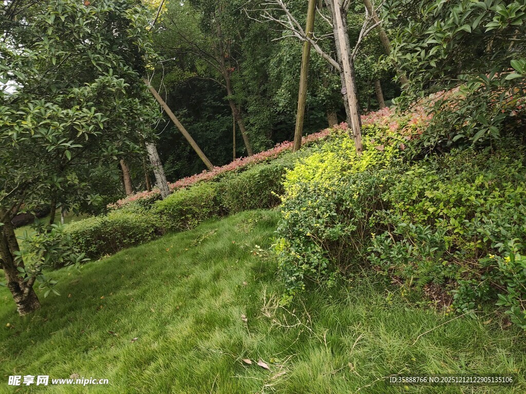 绿意盎然的山坡景致