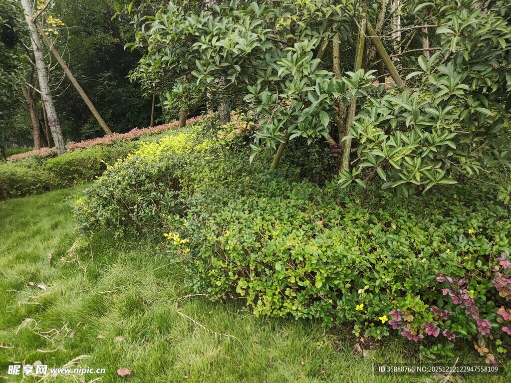 绿意盎然的林间花草景致