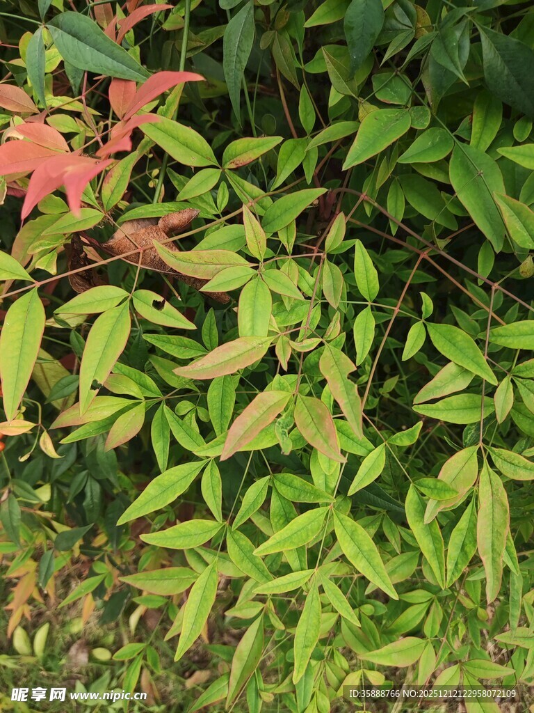 红绿相间的多彩植物叶片