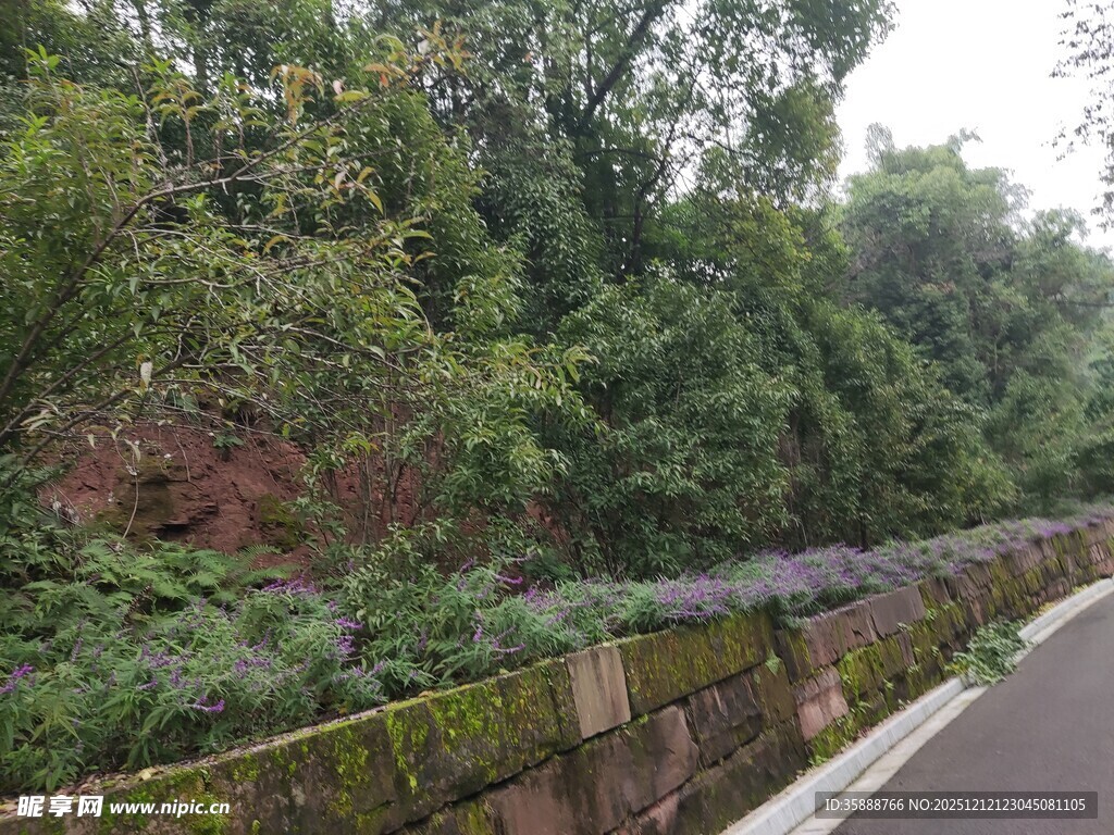 路边葱郁绿植与石墙景观