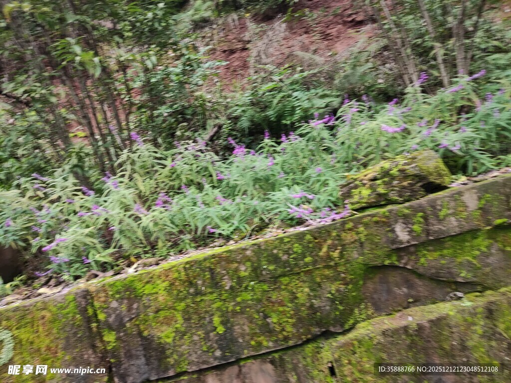长满青苔的古老石墙