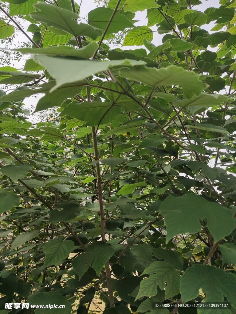 繁茂绿叶间的植物景象