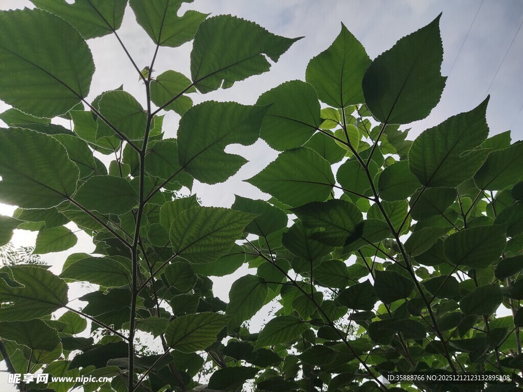 阳光下的翠绿树叶