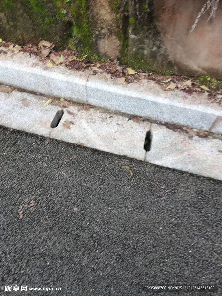 路边缝隙中的三只小鸟