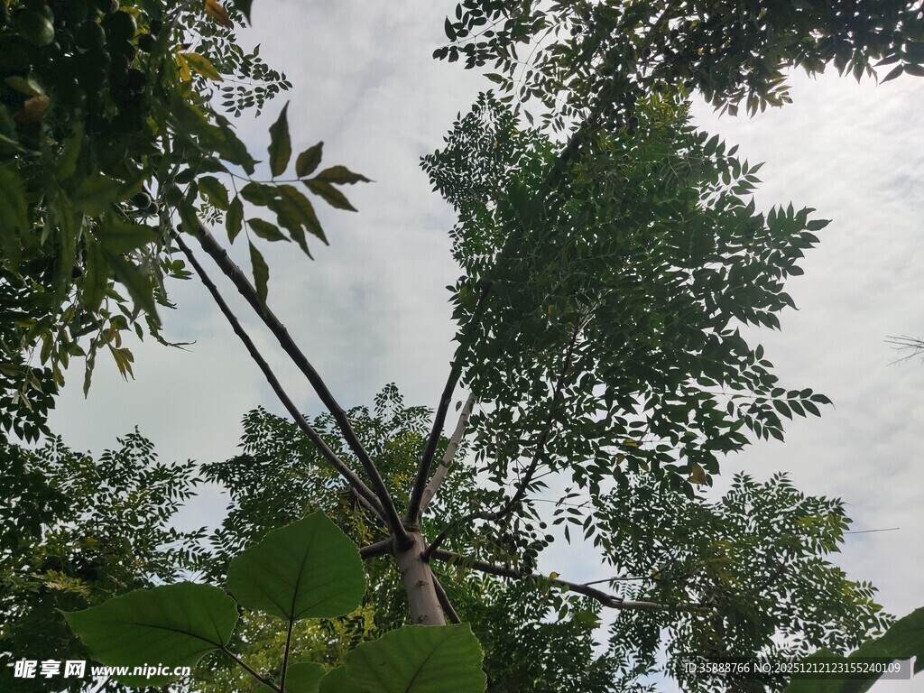 仰视茂密树林绿意盎然