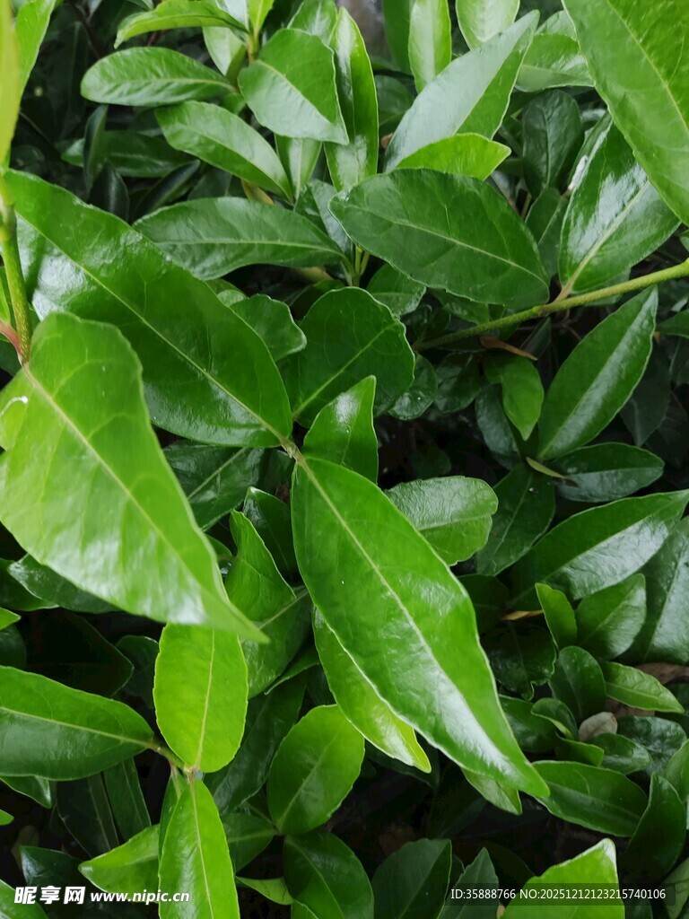 翠绿繁茂的植物叶片