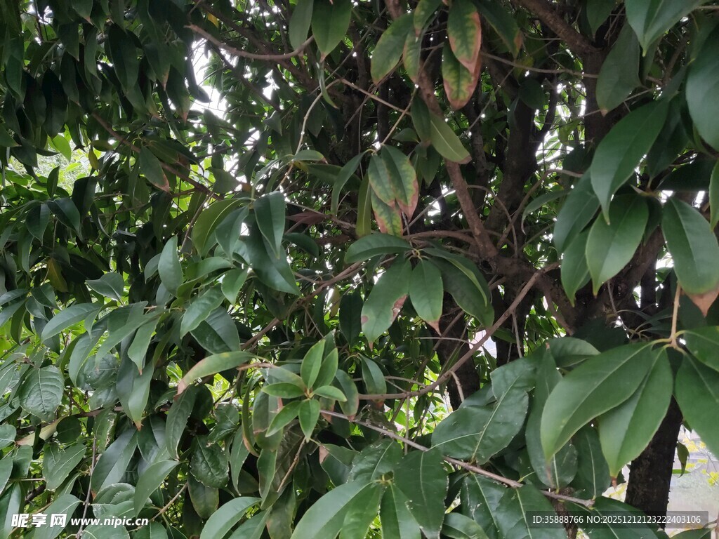 绿叶繁茂的植物景观