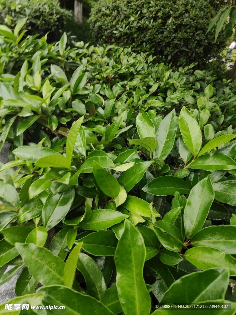 翠绿繁茂的植物叶片