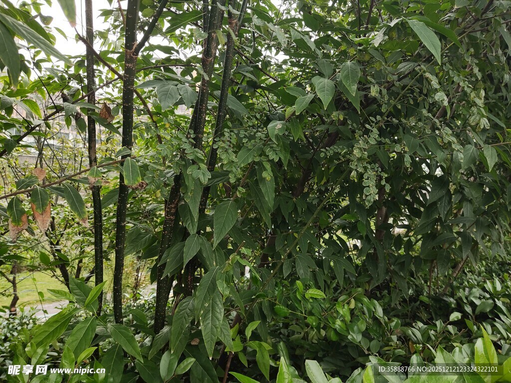 茂密丛林中的繁茂绿植