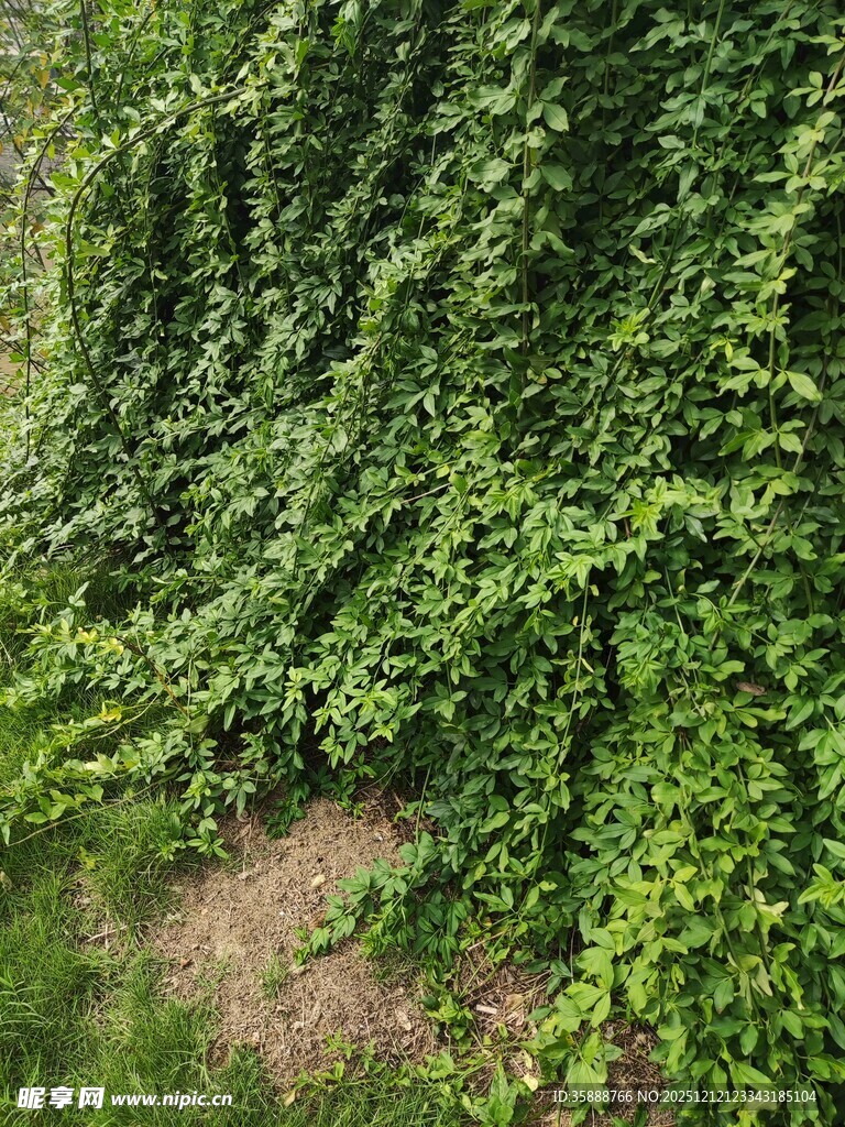 翠绿藤蔓覆盖的墙面景观