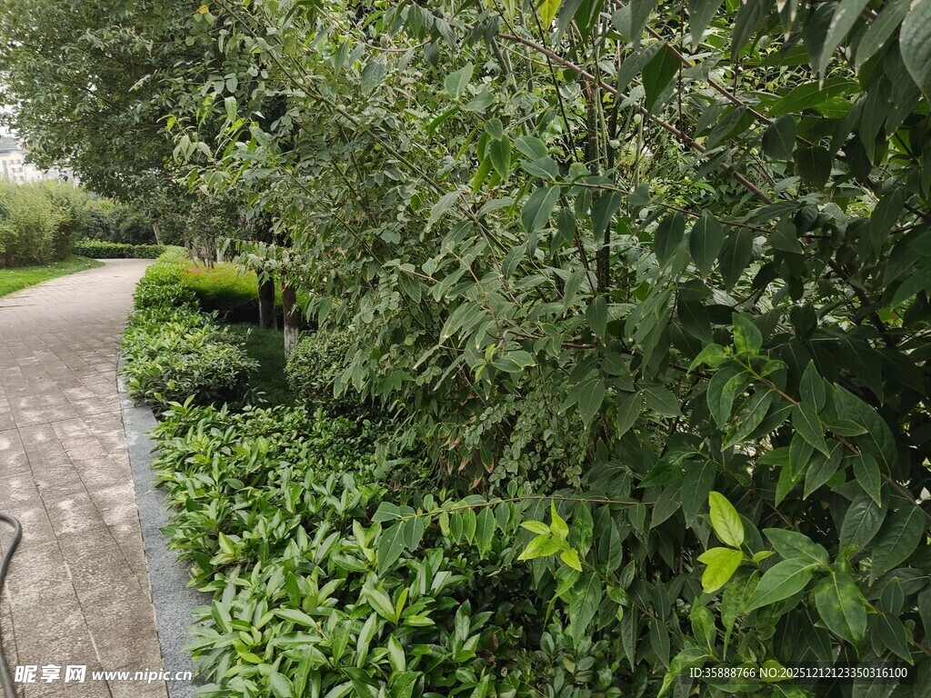 乡间绿意盎然的小路