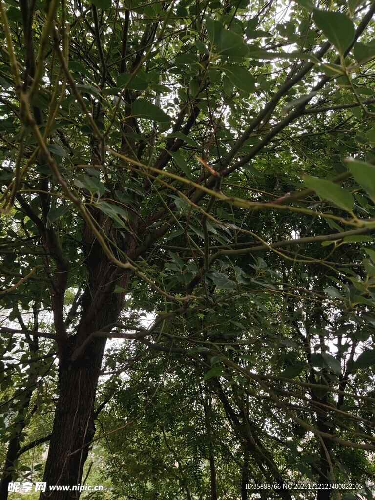 繁茂枝叶下的树干景象