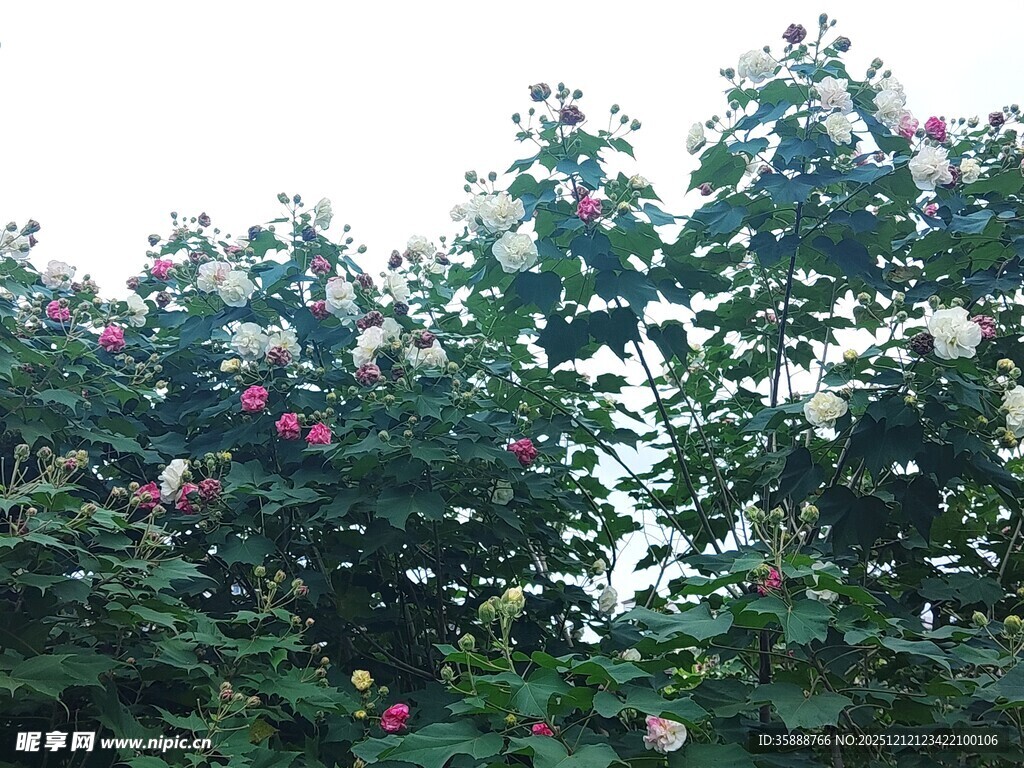 繁花满树的美丽植物景观