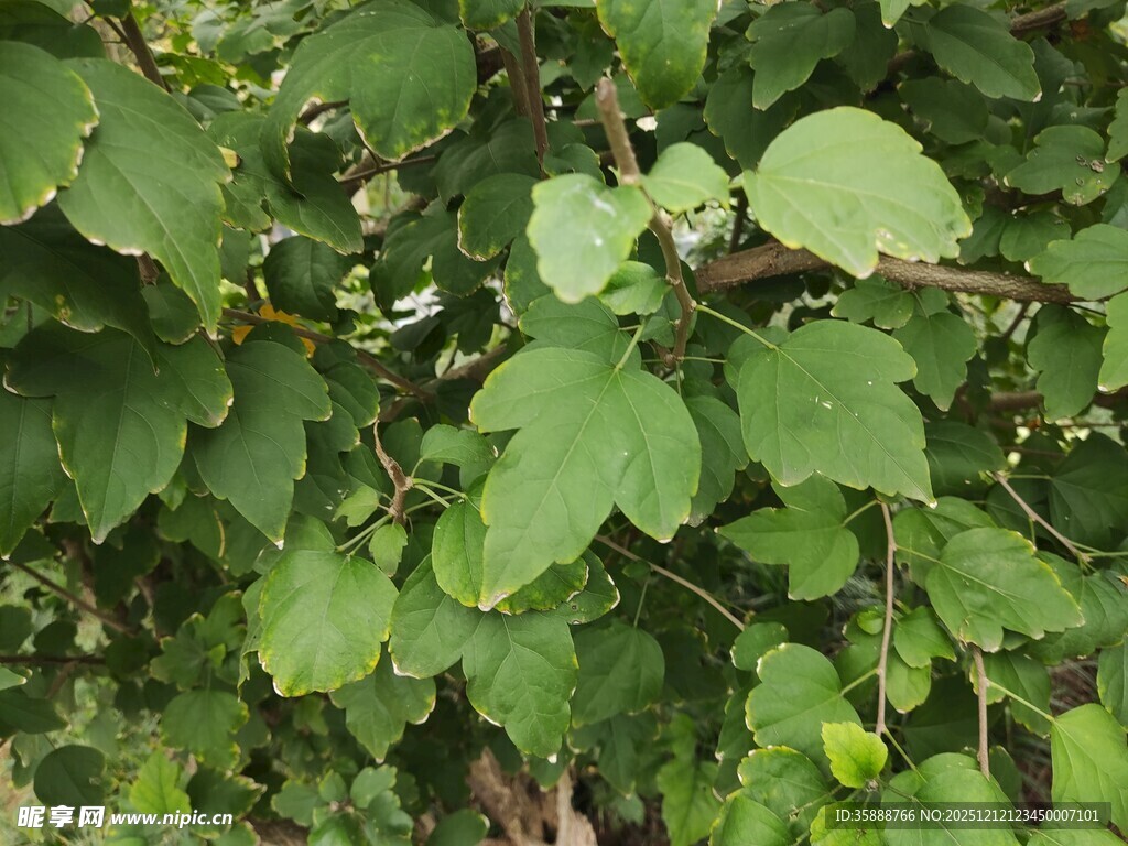 翠绿繁茂的树叶景象