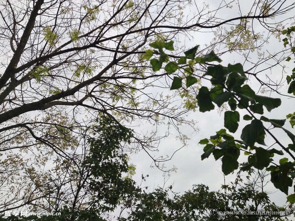 仰视枝叶繁茂的树木