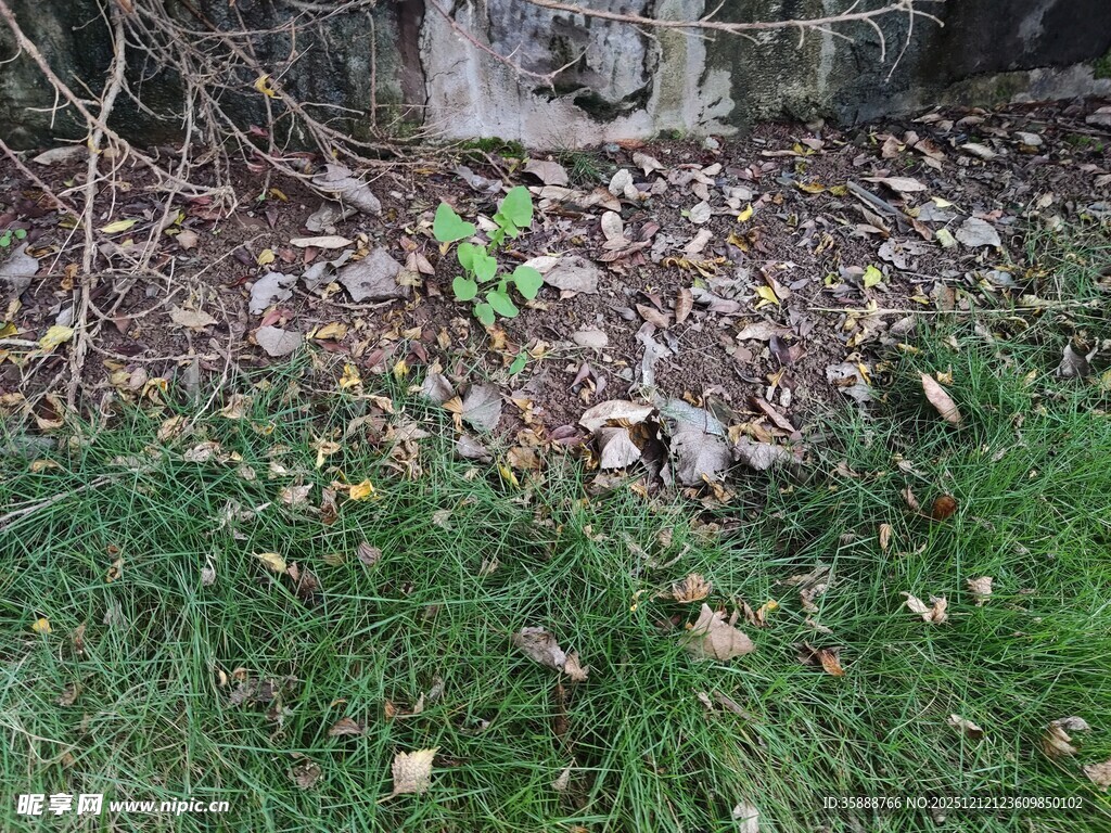 草丛中的嫩绿新芽