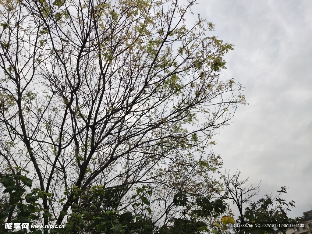阴天中的光秃树木