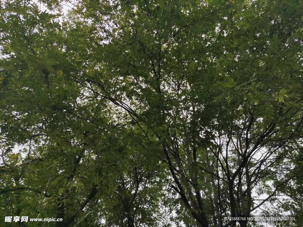 繁茂绿树展现自然生机