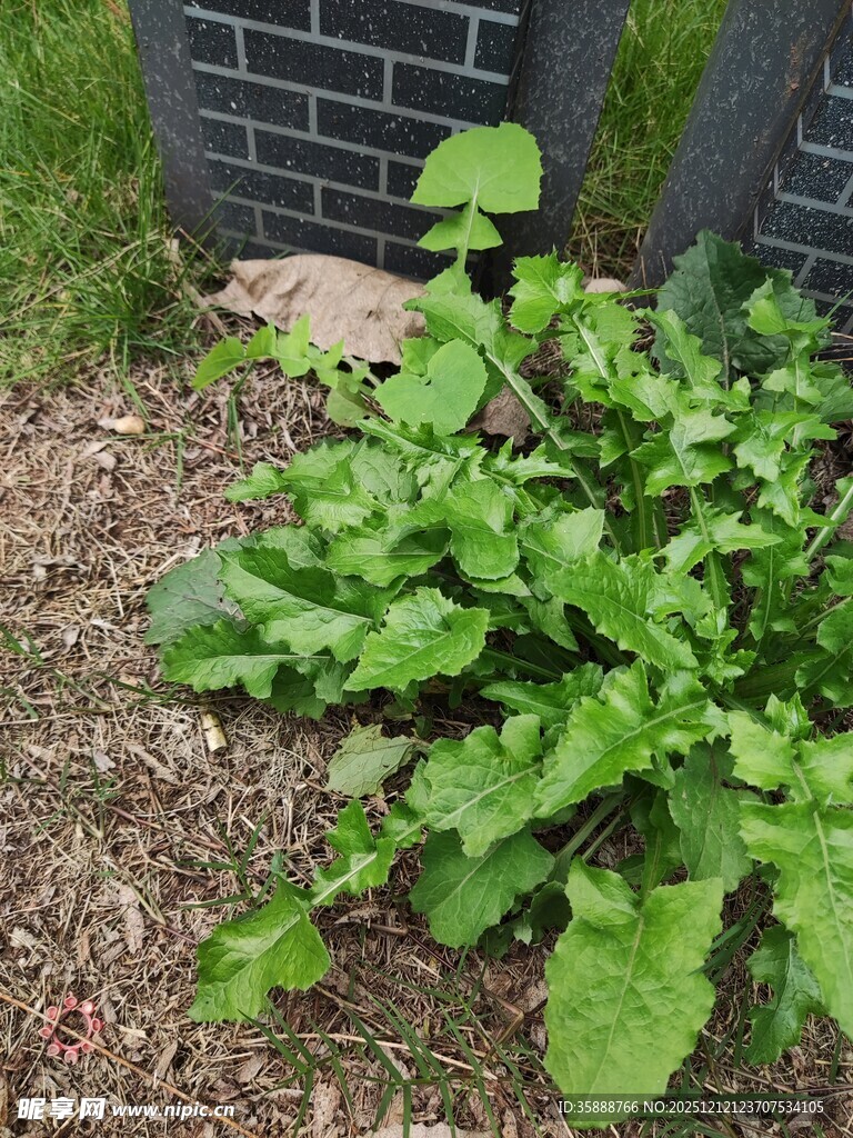 绿叶植物生长于砖石旁