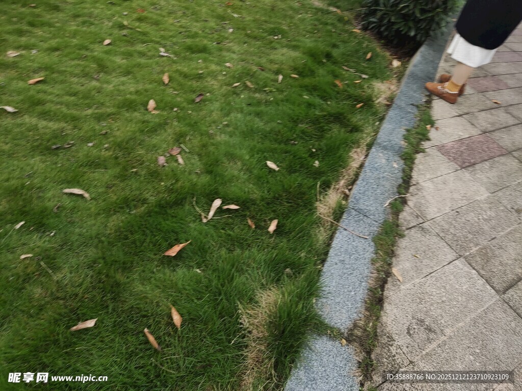 修剪后草坪边散落的草屑