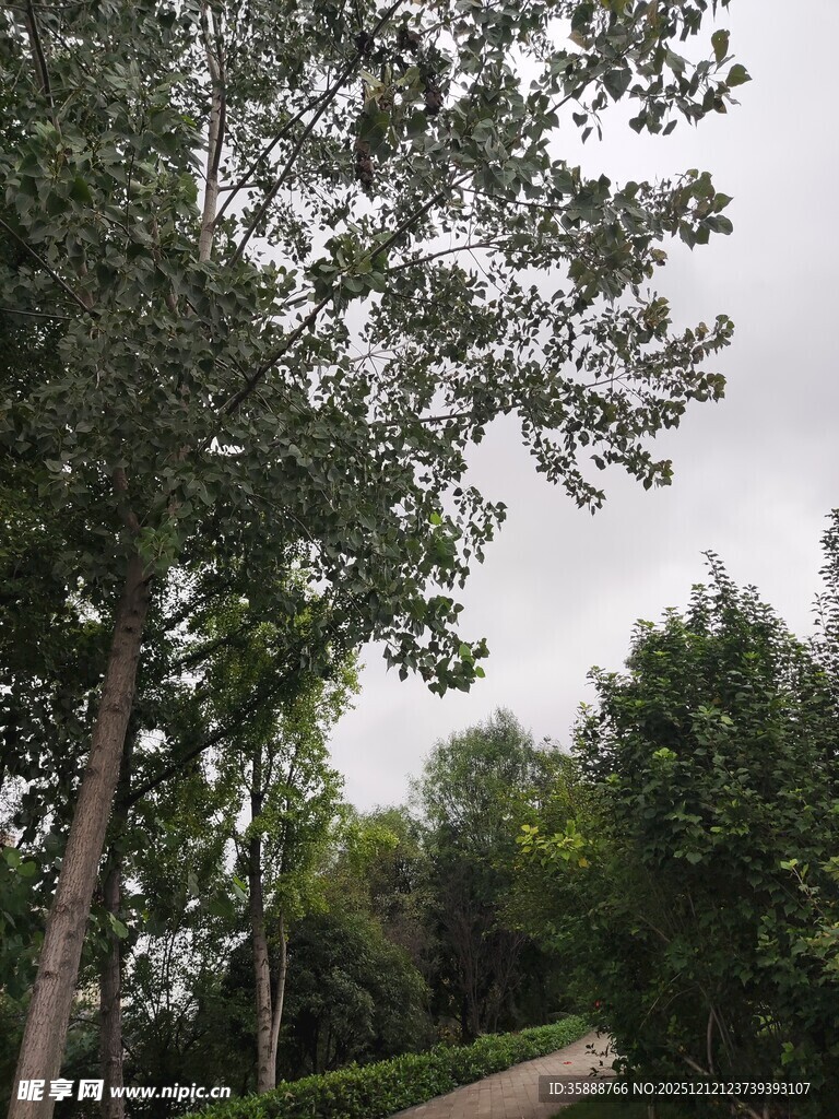 林间小道旁的葱郁树木