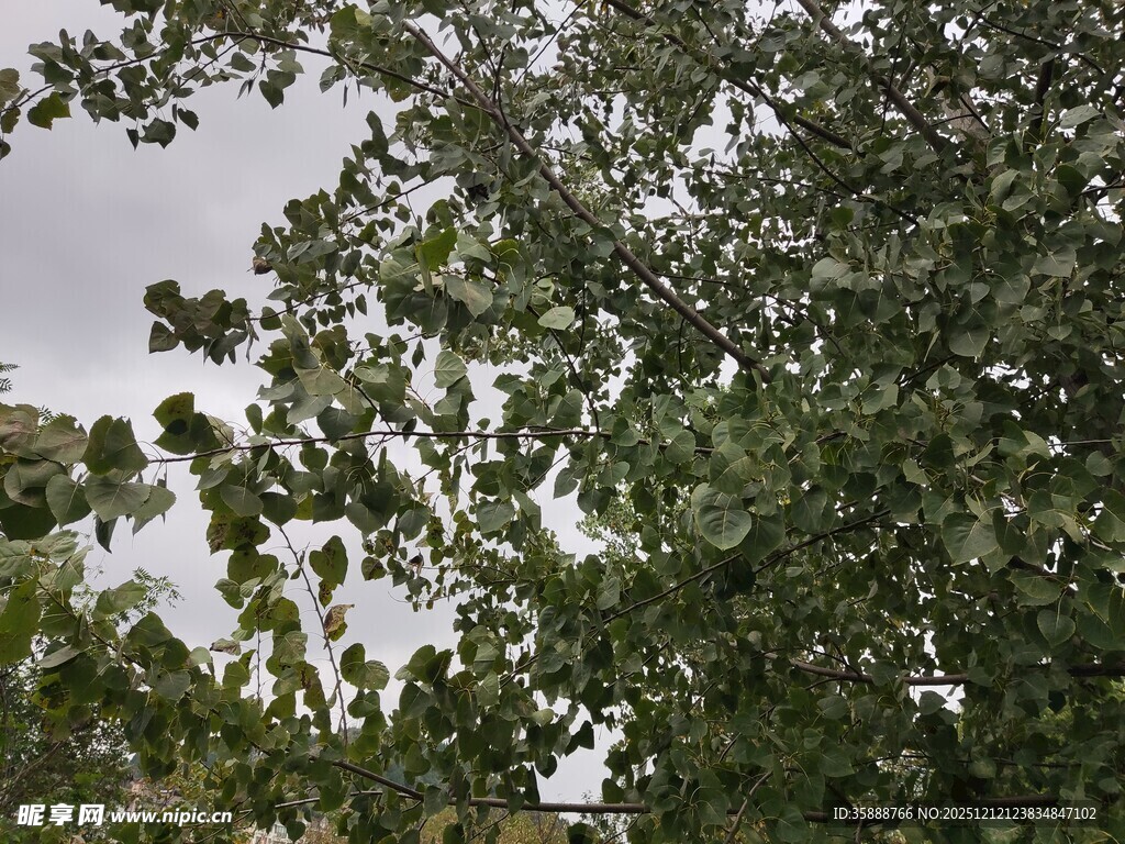 繁茂绿树展现自然生机