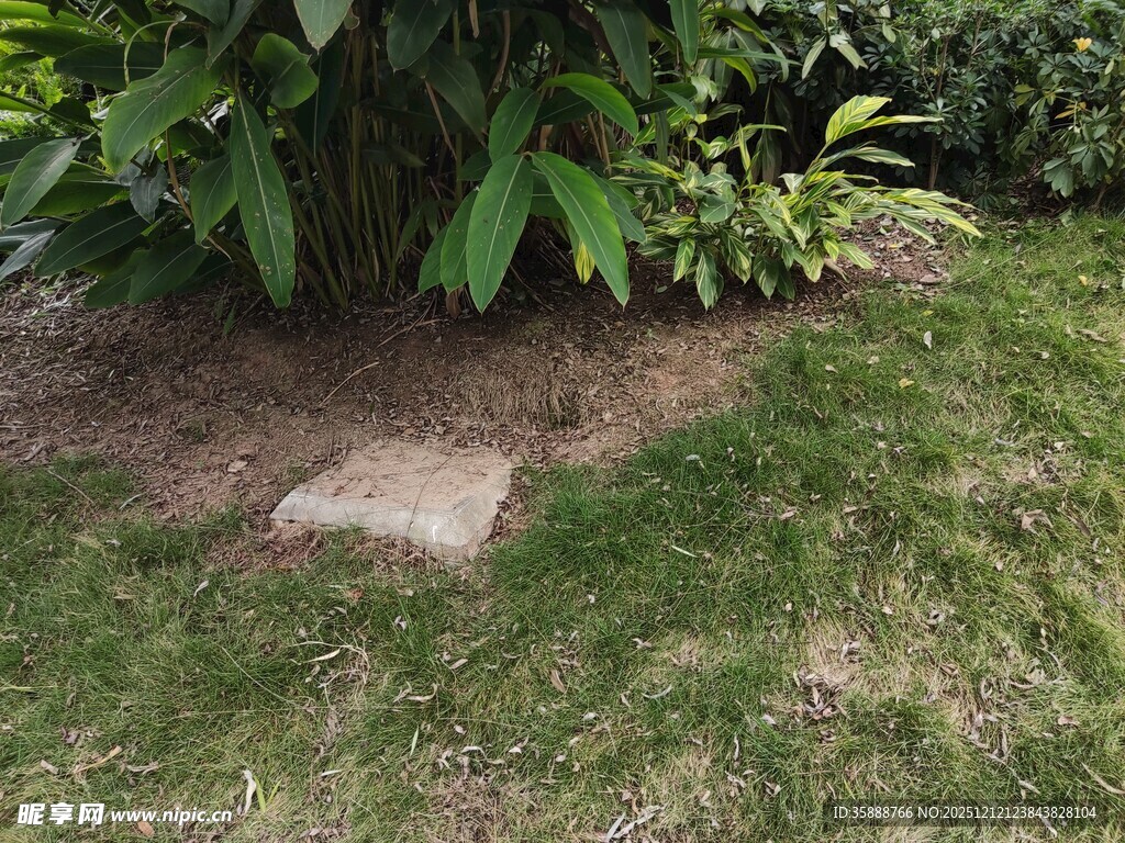 草地旁的石块与绿植