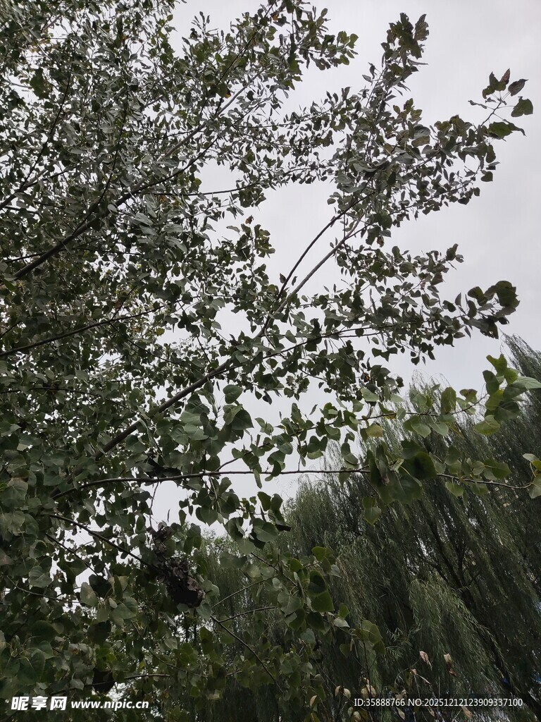 枝叶繁茂的树木景观