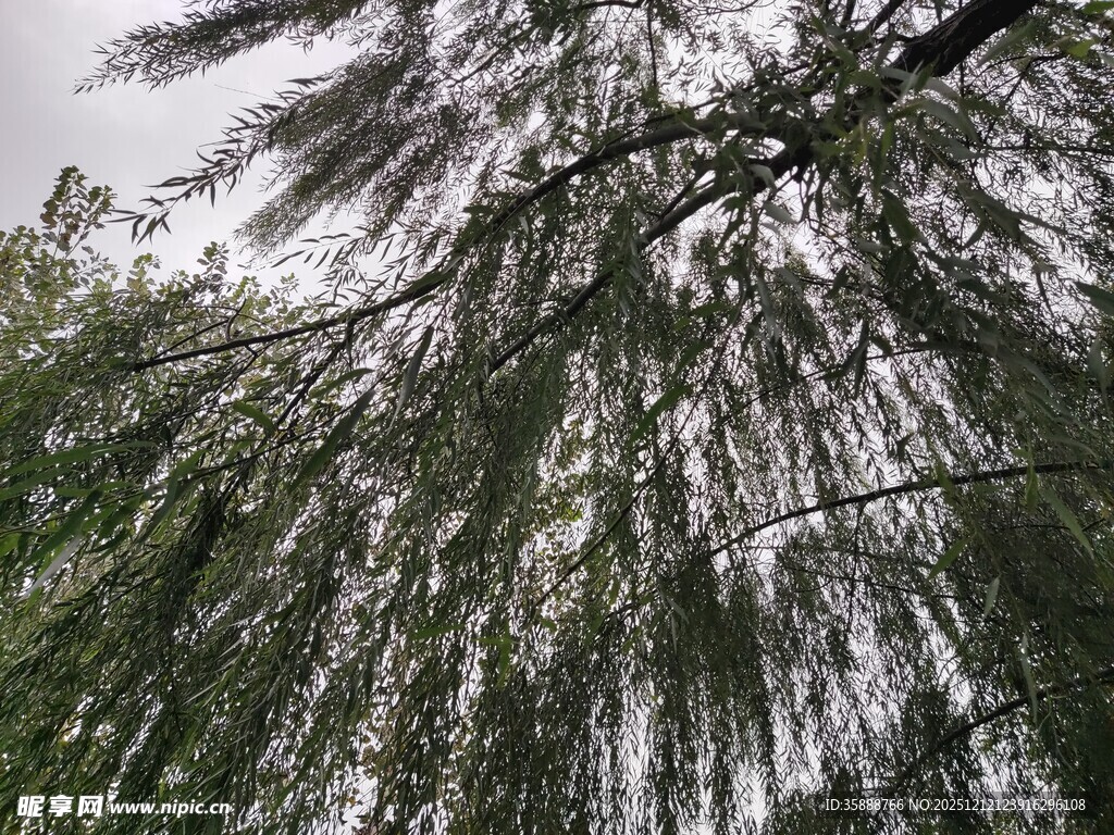 垂柳低垂的自然景致