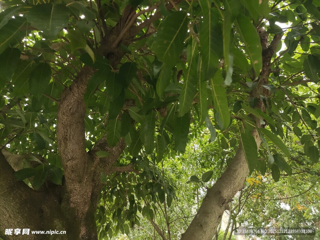 繁茂大树展现自然生机